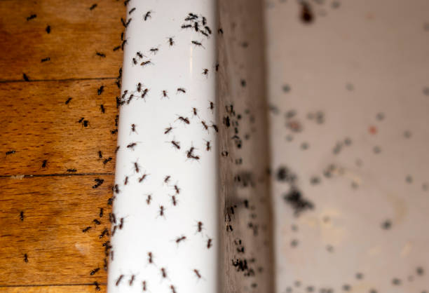 Best Affordable Pest Control Services  in Centerville, UT