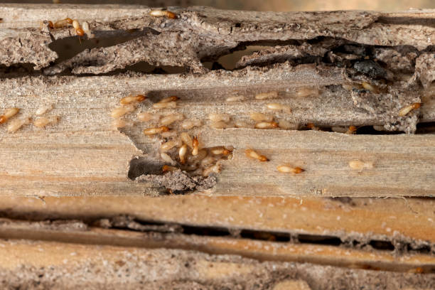 Best Exterminator Services  in Centerville, UT